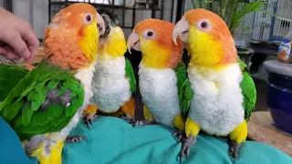 LOVE these little skittle chicken caiques!!!