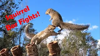 Squirrel Nut Bar - Squirrel Bar Fights!!!