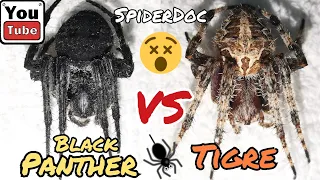 LABAN ng GENSAN Linyada! Black Panther vs Tigre. Spider Fight!