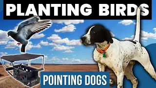 EVERYTHING You Need to Know About Using a Bird Launcher to Successfully Train your POINTING DOG!