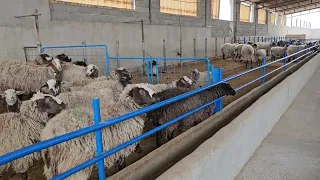 sheep farm managing