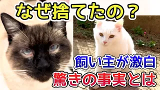 なぜ捨てたの？飼い主が激白した驚きの事実とは…？【保護猫活動】