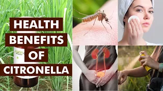 HEALTH BENEFITS OF CITRONELLA