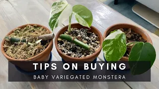 Tips for Buying Baby Variegated Monstera | Ep 90