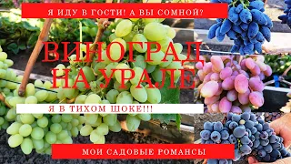 #виноградарство  НА ЮЖНОМ УРАЛЕ! ВИНОГРАДНИК,ГДЕ РАСТЕТ 100 СОРТОВ ВИНОГРАДА !