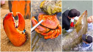 Catching Seafood 🦀🐙 Deep Sea Octopus (Catch Crab, Catch Fish) - Tik Tok