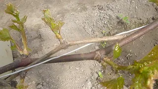 Виноградник після зими і весняних приморозків на Волині