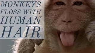 Monkeys floss with human hair