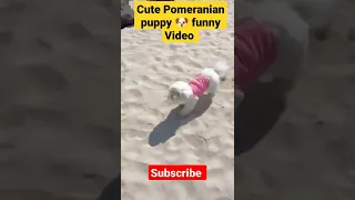 Cute Pomeranian puppy 🐶 video 😂😂😂 #shorts #reels #animals #dog #pomeranian #puppy #youtubeshorts