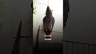 🦜Попугай читает сура Аль-Ихлас #сура #куран #ислам #аллах #видео