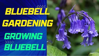 Bluebell Gardening | Tips and Tricks for Growing Beautiful Blooms