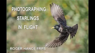 Photographing Starlings in Flight Using the OLympus EM1 MkII and Pro Capture