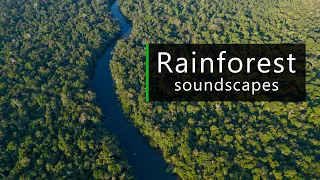 Dusk in the Amazon rainforest - Nature and wildlife sounds