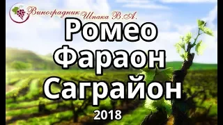 Ромео, К-ш Саграйон и Фараон урожая 2018 года