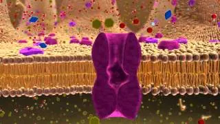 BIO 137 Membrane Transport Activity