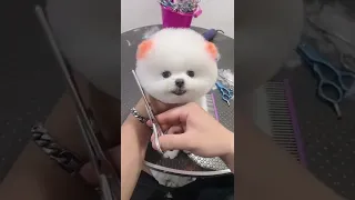 Funny and Cute Pomeranian Videos  271