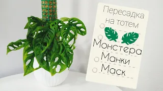 Сажаю Монстеру Манки Маск на тотем с фитильныи поливом. Как я делаю тотемы? Забыла черенки в воде 😅