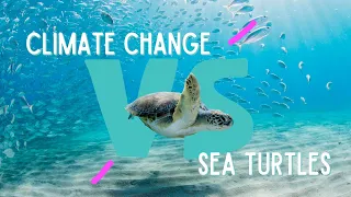 CLIMATE CHANGE VS. SEA TURTLES // How a changing climate could impact sea turtles