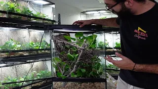 Anole Enclosure: How to Build Simple and Easy for Breeding or Pet