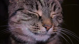 Relaxing music for nervous cats ♬ | Relaxing lullabies for cats