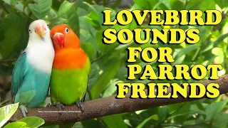 Lovebirds Chirping Sounds - Sky Blue Opaline and Green Opaline