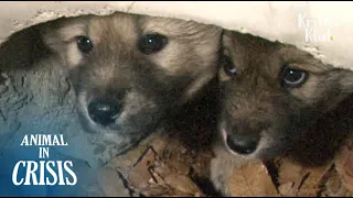 Puppy Siblings Stuck Inside A Drainage Pipe Keep Each Other Alive | Animal in Crisis EP84