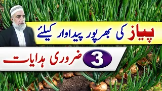 Four Guidelines for Better Production of Onion Crop || Crop Reformer