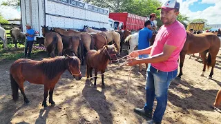 FEIRA DE CAVALOS EM CARUARU-PE  19-03-2024  #nordeste