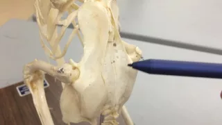 Avian Skeleton