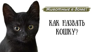 Имена, клички для кошек.