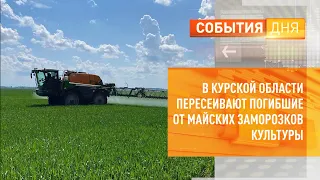 В Курской области пересеивают погибшие от майских заморозков культуры