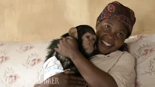 A Woman and Her Chimpanzees Heal Together After Trauma | The New Yorker