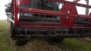 Massey Ferguson 27 combine cutting Spring Barley