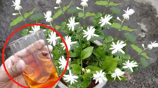 ऐसा करने से मोगरा/Jasmine पर आऐंगे इतने फ़ूल कि सारा मोहल्ला महक उठेगा