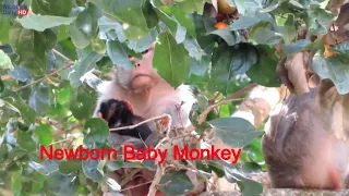 OMG!! WHY SCARELET BRING HER NEWBORN BABY MONKEY SO HIGH ON THE BIG TREE, LOOK SO SCARING MONKEY