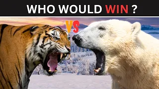 Siberian Tiger VS Polar Bear- who would win in a fight?