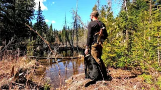 Spring Shed Hunting Adventures with My Dog in the Maine Woods