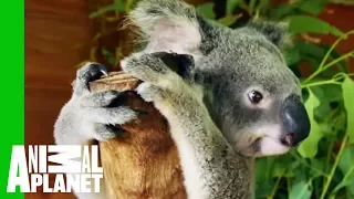 Crikey The Koala Is Ready To Be Released Into The Wild | Dodo Heroes