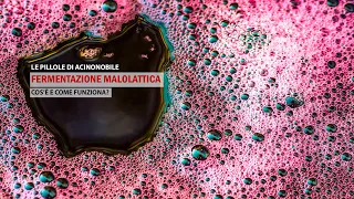 What is Malolactic Fermentation?