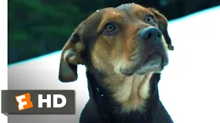 A Dog's Way Home (2018) - The Avalanche Scene (5/10) | Movieclips