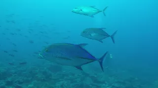 Diving Cocos Island: Chatham Bay, Pajara Island, Lobster Rock, & Submerged Rock
