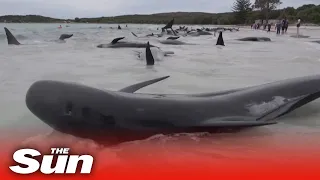 Dozens of whales die after tragic mass stranding in Australia