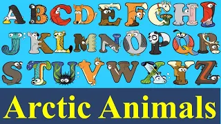 ABC Alphabet Arctic Animal / abc book Alphabetimals for kids / Animal Alphabet a to z flash cards