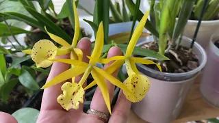 Cattleya tenebrosa boa x verde