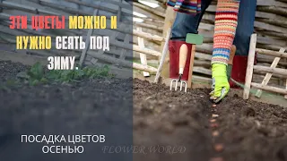 Какие цветы можно и нужно сеять под зиму.🌼