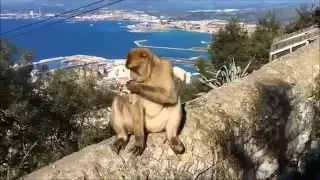 Gibraltar Monkey Steals Backpack