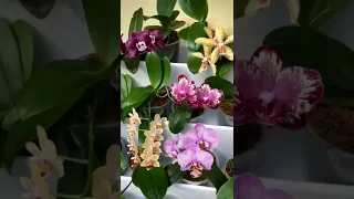 Dicas como cuidar de orquídeas o que fazer para elas florescerem