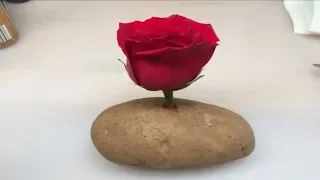 Put A Rose Cutting In A Potato And Watch It GROW!!!