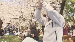 Japan fans celebrate WBC win over USA