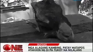 One Mindanao: Mga Alagang Kambing Pinatay ng Hindi pa Tukoy na Nilalang